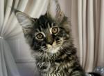 Benedict - Maine Coon Kitten For Sale - Brighton&comma; CO&comma; US