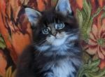 Dominic - Maine Coon Kitten For Sale - Brighton&comma; CO&comma; US