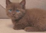 Cocoa - Munchkin Kitten For Sale - Aquilla&comma; TX&comma; US