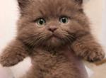 Hershey Kiss - Munchkin Kitten For Sale - Aquilla&comma; TX&comma; US