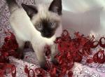 Anchoka - Siamese Kitten For Sale - CO&comma; US