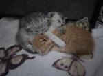 Scottish straight and fold litter - Scottish Straight Kitten For Sale - Charlotte&comma; NC&comma; US