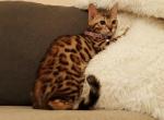 Tica High quality Bengal girl - Bengal Kitten For Sale - 