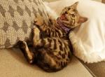 Tica gorgeous Bengal girl - Bengal Kitten For Sale - Spokane&comma; WA&comma; US