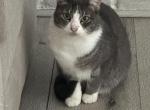 Luna - Domestic Cat For Sale - Bakersfield&comma; CA&comma; US