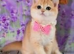 Rori - British Shorthair Kitten For Sale - Clifton&comma; NJ&comma; US