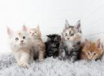 Snowflake maine coon Litter - Maine Coon Kitten For Sale - Nashville&comma; TN&comma; US