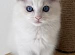 GusGus - Ragdoll Kitten For Sale - Sarasota&comma; FL&comma; US