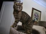 Zimba - Exotic Cat For Sale - 
