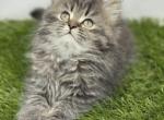 Persian kittens - Persian Kitten For Sale - St&period; Joseph&comma; MI&comma; US