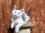 Birthday Litter - Maine Coon Kitten For Sale - Sulphur&comma; LA&comma; US