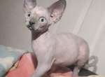 Tortie female - Sphynx Kitten For Sale - Fontana&comma; CA&comma; US