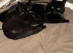 Charcoal from Tutti Frutti Katsumi - British Shorthair Kitten For Sale - Cutlerville&comma; MI&comma; US