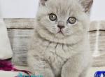 Zak - British Shorthair Kitten For Sale - Hollywood&comma; FL&comma; US