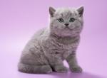 Kiwi - British Shorthair Kitten For Sale - Hollywood&comma; FL&comma; US