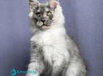 Warrior - Maine Coon Kitten For Sale - Hollywood&comma; FL&comma; US