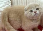 Frank - Scottish Fold Kitten For Sale - Hollywood&comma; FL&comma; US