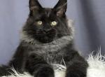 Wezen - Maine Coon Kitten For Sale - Hollywood&comma; FL&comma; US