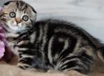 Cindy - Scottish Fold Kitten For Sale - Hollywood&comma; FL&comma; US