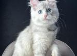 Yasia - Maine Coon Kitten For Sale - Miami&comma; FL&comma; US