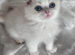 Scottish fold chinchilla point - Scottish Fold Kitten For Sale - Hallandale&comma; FL&comma; US