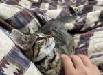 Roscoe - Domestic Cat For Sale - Rarden&comma; OH&comma; US