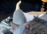Tip - Domestic Kitten For Sale - Rarden&comma; OH&comma; US