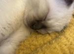 Iris Seal Point Siamese X with Scottish Fold - Siamese Kitten For Sale - Arlington&comma; MN&comma; US