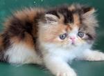 Carolina Carmeo - Persian Kitten For Sale - Pembroke Pines&comma; FL&comma; US