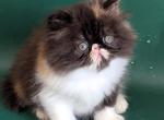 Camila - Persian Kitten For Sale - Pembroke Pines&comma; FL&comma; US