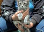 Bleu - Domestic Kitten For Adoption - North Augusta&comma; SC&comma; US