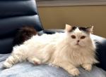 Sasha - Scottish Straight Cat For Sale/Retired Breeding - MA&comma; US