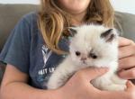 Exotic pointed girl - Colorpoint Shorthair Kitten For Sale - Altamonte Springs&comma; FL&comma; US
