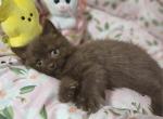 Hershey - British Shorthair Kitten For Sale - Grand Rapids&comma; MI&comma; US