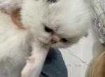 Himalayan girl - Himalayan Kitten For Sale - Altamonte Springs&comma; FL&comma; US