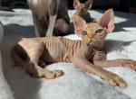 Ian - Devon Rex Kitten For Sale - Philadelphia&comma; PA&comma; US