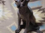 3 months Black elf sphynx - Sphynx Kitten For Sale - MA&comma; US