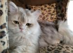 Sergey - Scottish Straight Cat For Sale - 