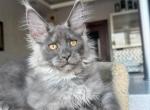 Trinity - Maine Coon Kitten For Sale - Dallas&comma; TX&comma; US