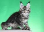 Omega - Maine Coon Kitten For Sale - Dallas&comma; TX&comma; US