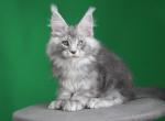 Orbit - Maine Coon Kitten For Sale - Las Vegas&comma; NV&comma; US