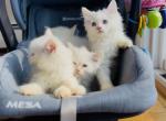 One left - Ragdoll Kitten For Sale - MA&comma; US