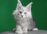 Optimist - Maine Coon Kitten For Sale - Dallas&comma; TX&comma; US