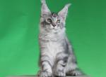 Polina - Maine Coon Kitten For Sale - Las Vegas&comma; NV&comma; US