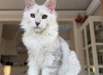 Ofeliya - Maine Coon Kitten For Sale - Las Vegas&comma; NV&comma; US
