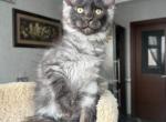Triumph - Maine Coon Kitten For Sale - Las Vegas&comma; NV&comma; US