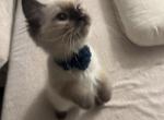 Smoky - Ragdoll Kitten For Sale - Tampa&comma; FL&comma; US