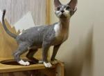 Devon Rex Blue with White - Devon Rex Kitten For Sale - Hollywood&comma; FL&comma; US