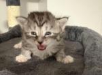 Maine Coon - Maine Coon Kitten For Sale - Hainesville&comma; IL&comma; US