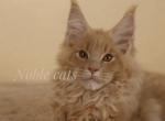 Maine coon - Maine Coon Cat For Sale - North Port&comma; FL&comma; US